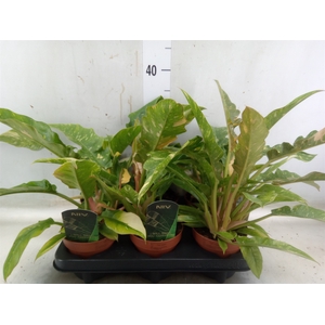 Philodendron  'Ring of Fire'