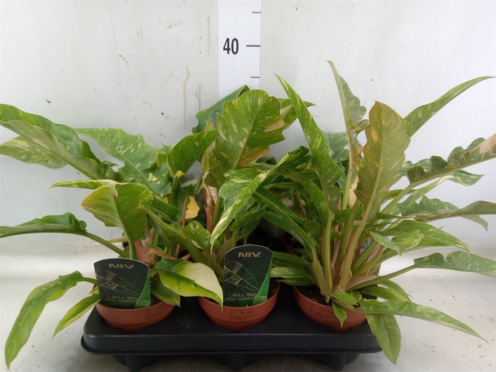 <h4>Philodendron  'Ring of Fire'</h4>