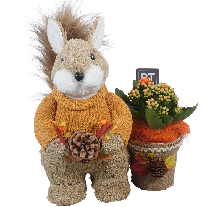 <h4>Arr.   Planten L%</h4>