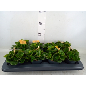 Peperomia obt. 'Obtipan'