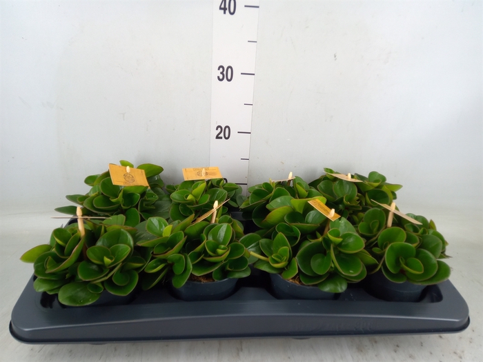 <h4>Peperomia obt. 'Obtipan'</h4>