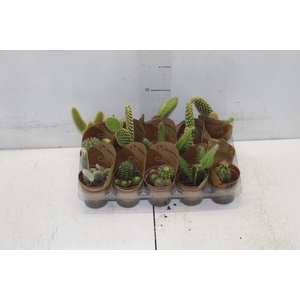CACTUS MINI P06