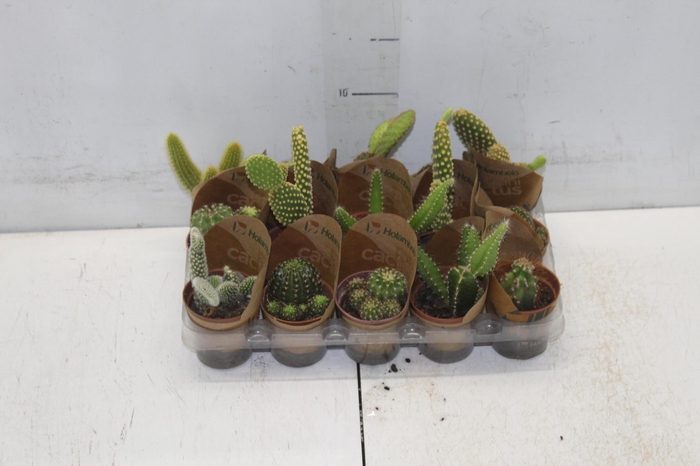 <h4>CACTUS MINI P06</h4>