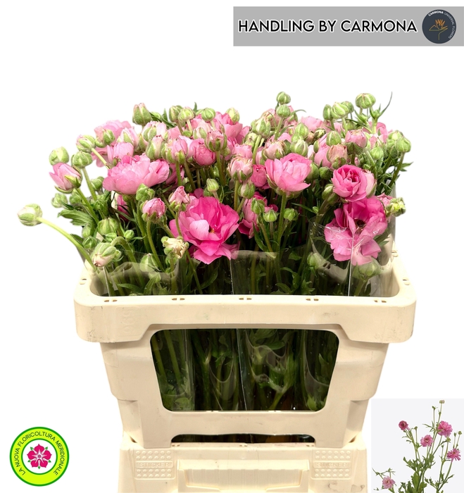 <h4>RAN N MODERNA DOLCE</h4>