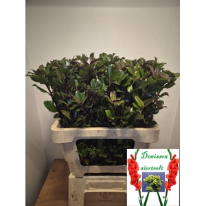 ILEX BL M BLU PRINCE