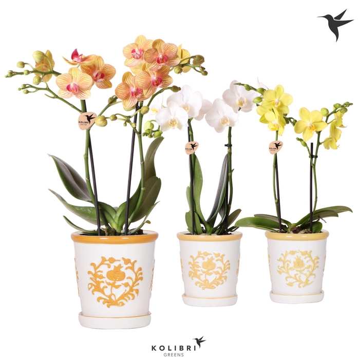 <h4>Phal Kolibri Gemengd 2 Tak Keramiek Malaga</h4>