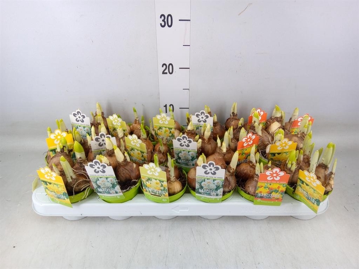 <h4>Narcissus ...mix</h4>