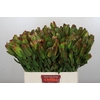 Leucadendron Laurel Yellow Spray