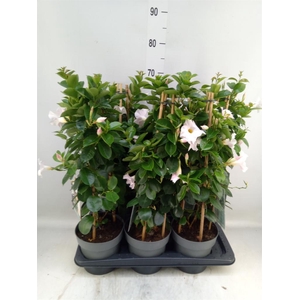 Mandevilla am. 'Diaman Jade White'