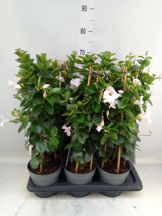<h4>Mandevilla am. 'Diaman Jade White'</h4>