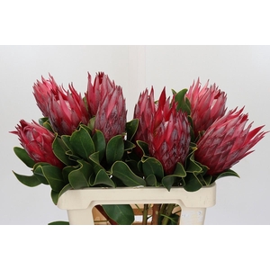 Protea Cynaroides Madiba