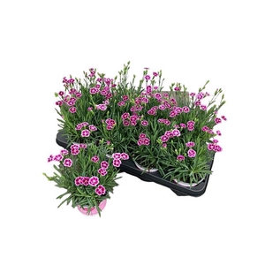 Dianthus Pink Kisses 12Ø 26cm