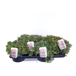 Delosperma Wheels of Wonder mix