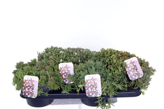 <h4>Delosperma Wheels of Wonder mix</h4>