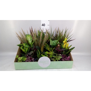 Planten  ..mix