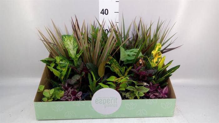 <h4>Planten  ..mix</h4>