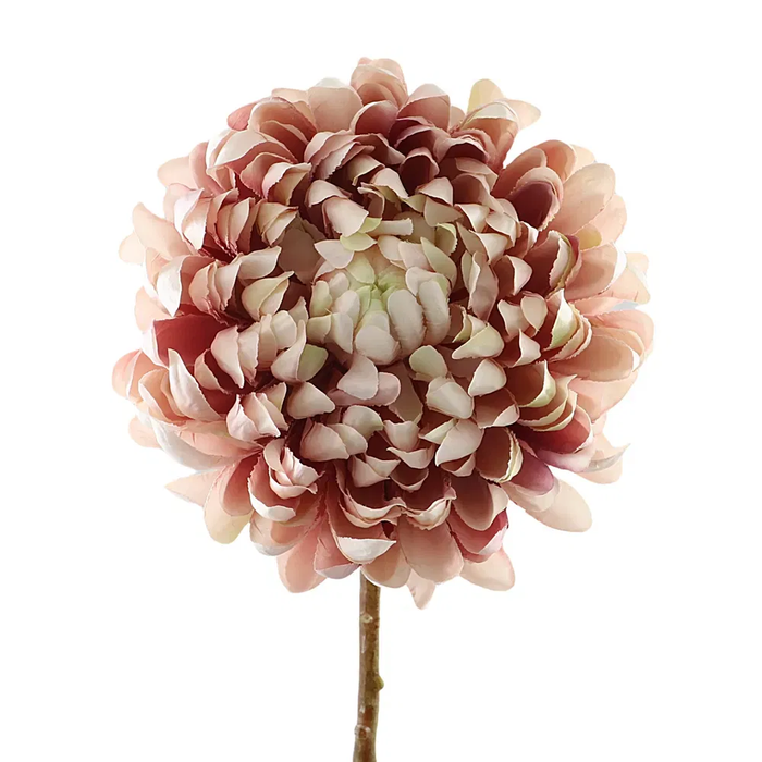 Chrysanthemum Mauve Cream FL440197MAU