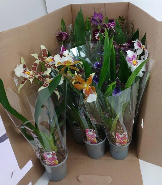 <h4>ORCHIDEEEN GEM</h4>