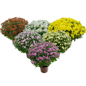 CRISANTEMO BOLA BELGA P15