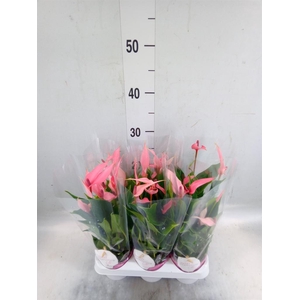 Anthurium andr. 'Lilli'