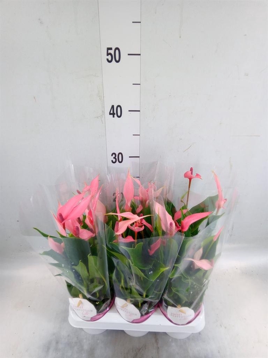 <h4>Anthurium andr. 'Lilli'</h4>