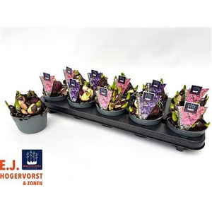 Hyacin Mult Gem 2 Kl