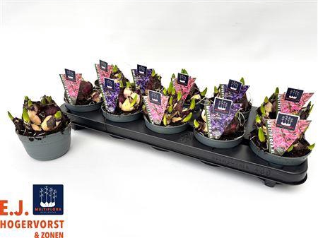 <h4>Hyacin Mult Gem 2 Kl</h4>