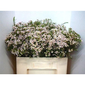 Chame Un Jupiter Sol