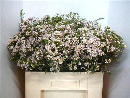 <h4>Chame Un Jupiter Sol</h4>