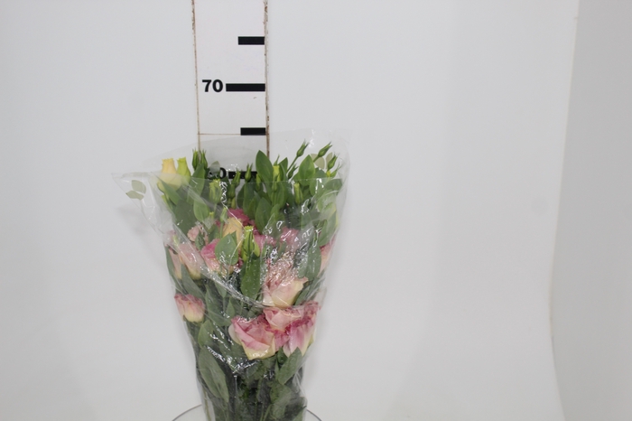 <h4>LISIANTHUS POT ARENA III CHAMPAGNE 050 CM MIN 500 GRAMAS</h4>