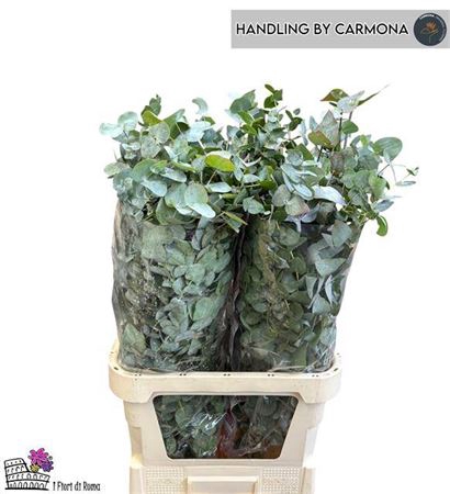 <h4>Euca Cinerea Super P Stem 100 Cm</h4>