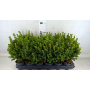 Picea glauca 'Perfecta'