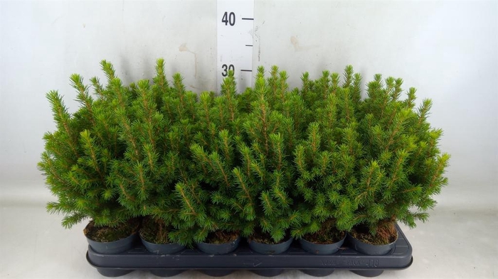 <h4>Picea glauca 'Perfecta'</h4>