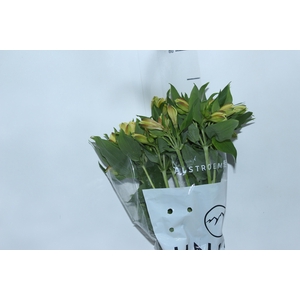 ALSTROEMERIA ALOHA 080 CM