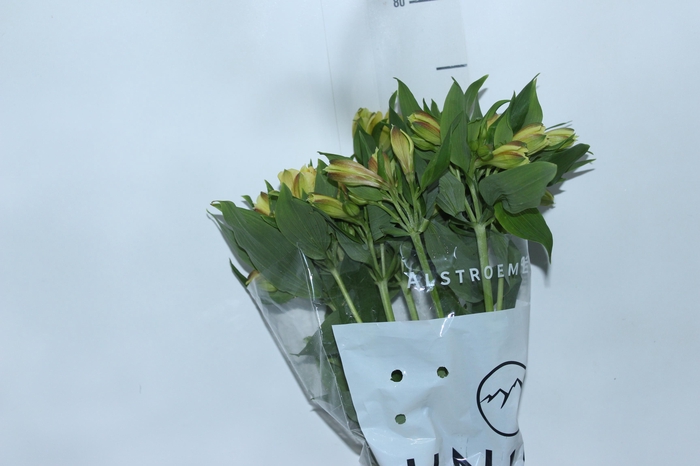 <h4>ALSTROEMERIA ALOHA 080 CM</h4>