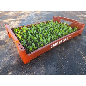 de Gier Groenteplanten 008 Bladgewas IJsbergsla - 140 planten