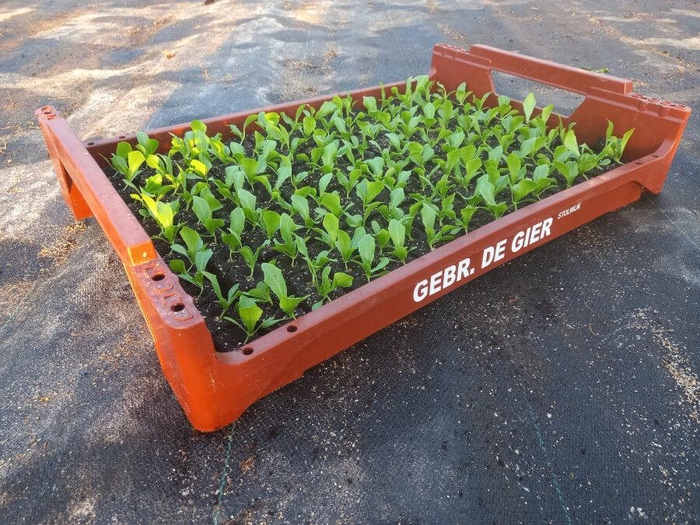 <h4>de Gier Groenteplanten 008 Bladgewas IJsbergsla - 140 planten</h4>