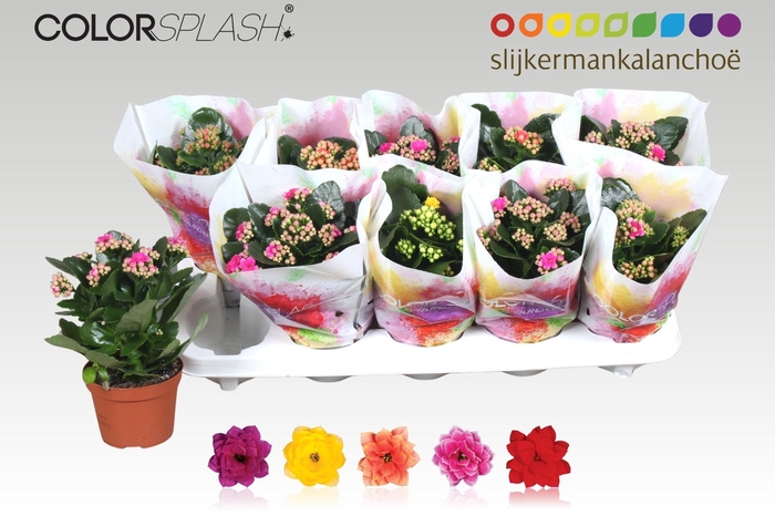 <h4>KAL GE GEM 5 KL</h4>