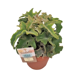 KALANCHOE OV