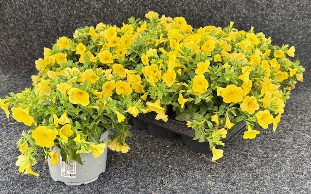 <h4>CALIB CA YELLOW</h4>