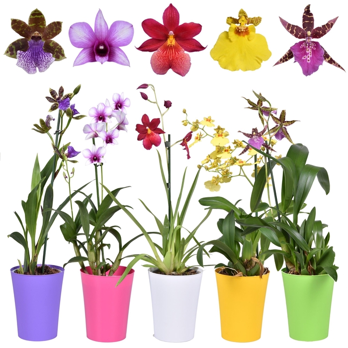 <h4>ORCHIDEEEN OVERIG</h4>