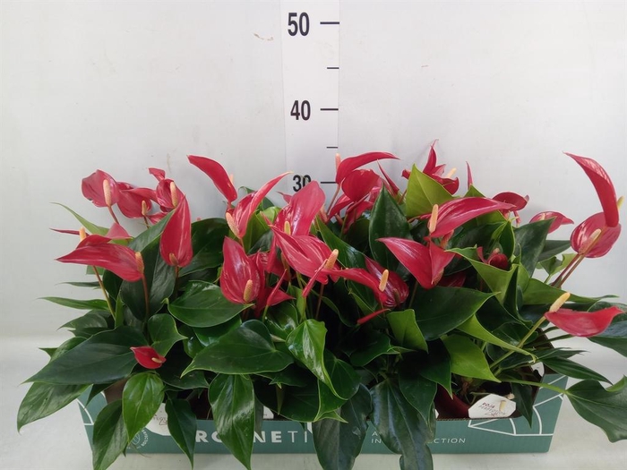 <h4>Anthurium  'Banderola Roja'</h4>