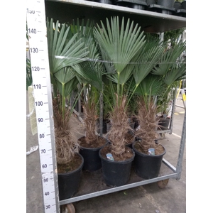 Trachycarpus wagnerianus