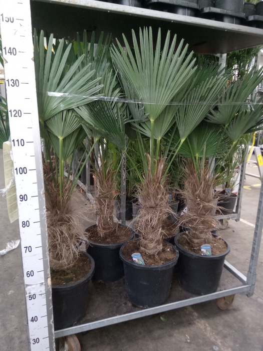 <h4>Trachycarpus wagnerianus</h4>