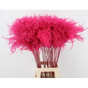 DF Miscanthus 90cm Cerise