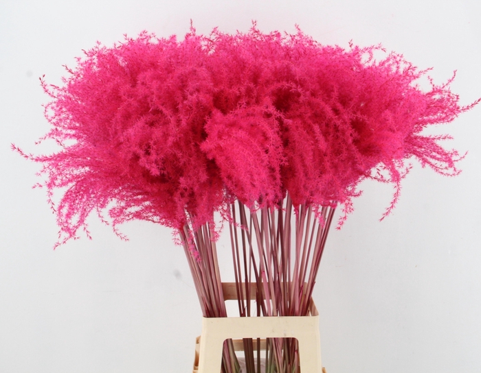 <h4>DF Miscanthus 90cm Cerise</h4>
