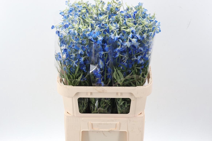 <h4>Delph En Volkerfried</h4>