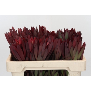 Leucadendron Saf Sunset Dark Red