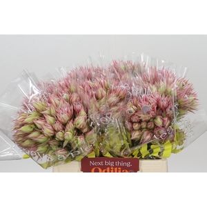 Blushing Bride Pink 6/9 Flowers