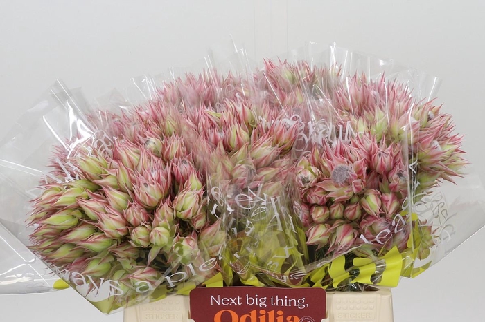 <h4>Blushing Bride Pink 6/9 Flowers</h4>